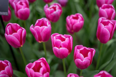 Close-up of pink tulips