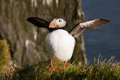 Close-up of puffin on field