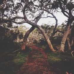 Bare trees on landscape