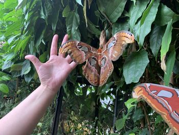 Close-up of butterfly on hand holding leaves