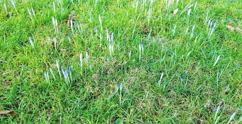 High angle view of plants growing on field