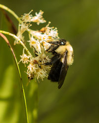 Close-up of bee pollinating on flower