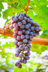 Close-up of grapes growing in vineyard