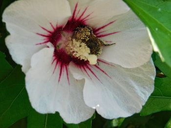 Close-up of white flowering plant