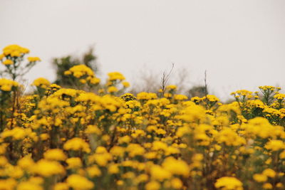 Close-up of oilseed rape field against clear sky