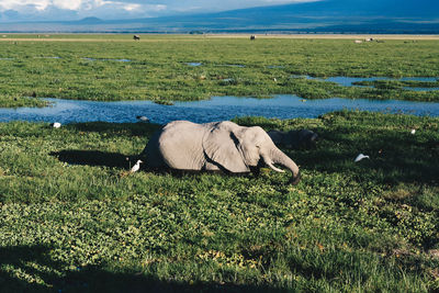 Elephant grazing on field against sky