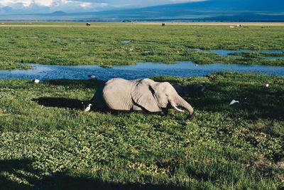 Elephant grazing on field against sky