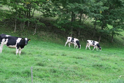 Cows in a field