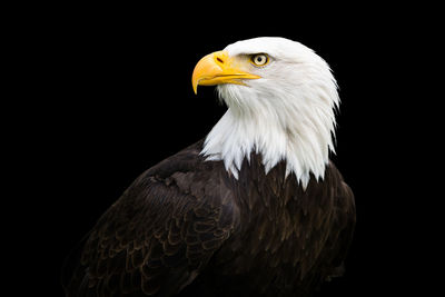 Close-up of eagle against black background
