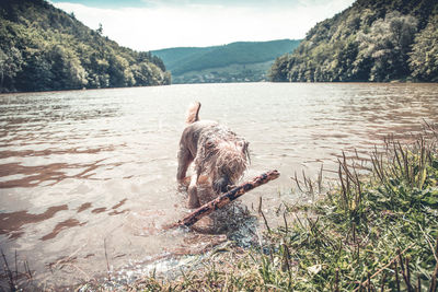 View of crab swimming in lake