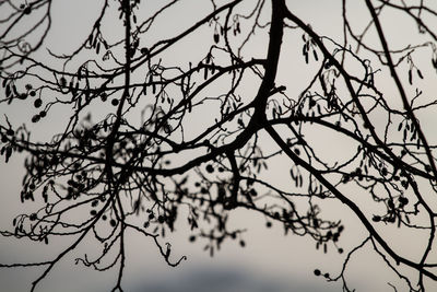 Low angle view of bare tree against sky