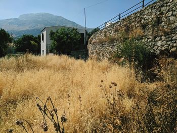 Plants growing on field against sky