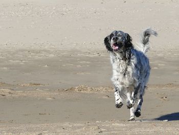 Dog running on wet sand