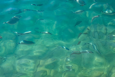 High angle view of swimming pool in sea