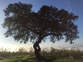 Tree in farm against sky