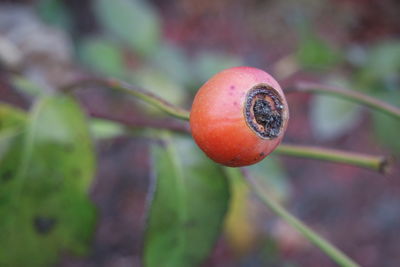 Close-up of strawberry on plant