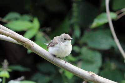 Close-up of bird perching on white background