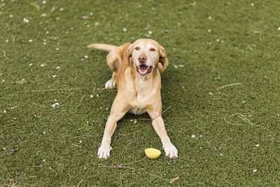 Portrait of dog running on grass