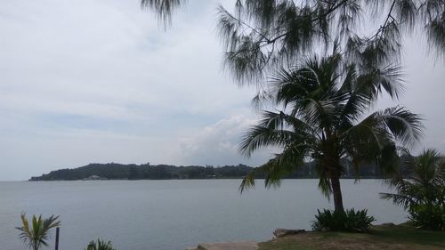 Scenic view of sea and palm trees against sky