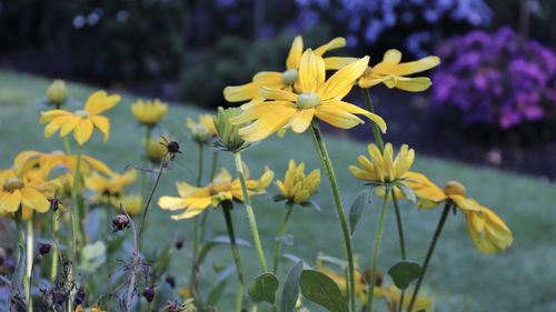 Close-up of yellow flowering plant on field