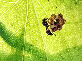 Directly above shot of green leaves on plant
