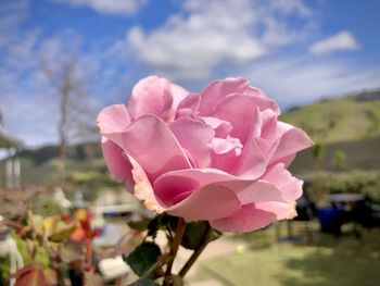 Close-up of pink rose