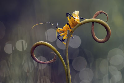 Insect on tendril