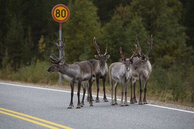 Car on road