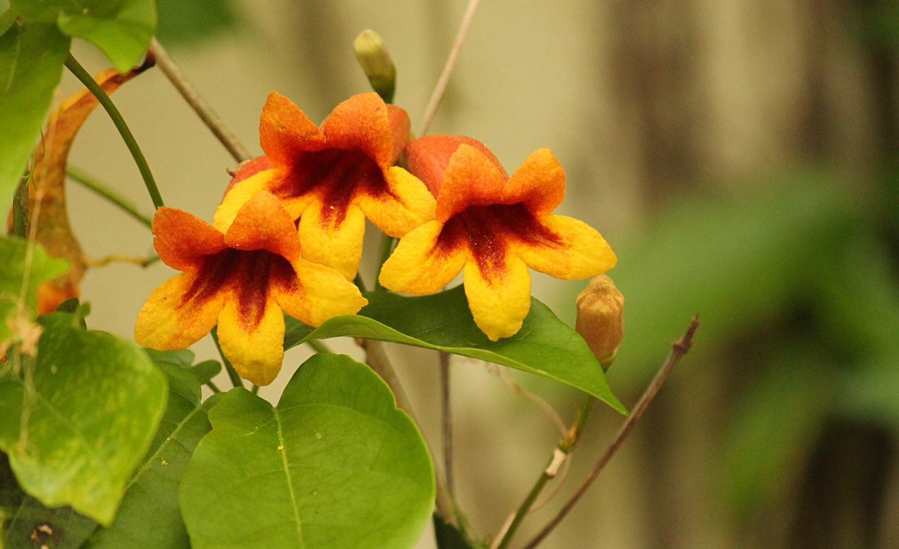 flower, petal, freshness, flower head, fragility, growth, beauty in nature, close-up, blooming, plant, focus on foreground, nature, leaf, yellow, orange color, single flower, in bloom, pollen, blossom, stamen