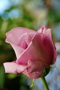 Close-up of pink rose