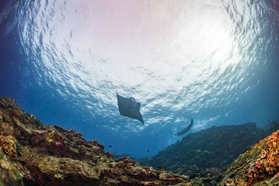 Low angle view of manta rays swimming in sea