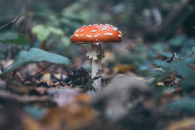 Close-up of mushroom growing on field