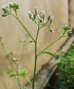 Close-up of flowering plant