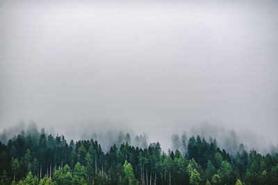 Trees in forest against sky