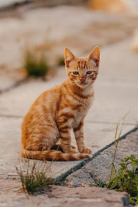 Portrait of cat sitting outdoors