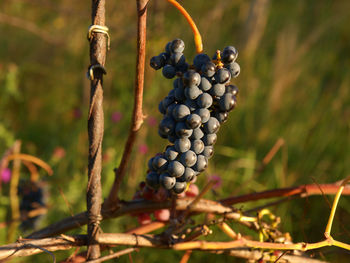 Close-up of grapes growing on tree