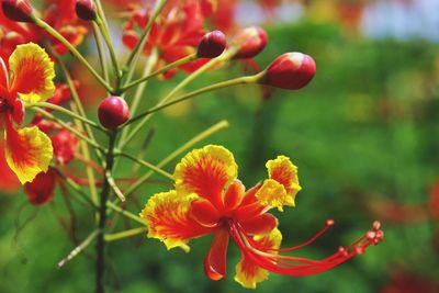 Close-up of red flowers growing in garden