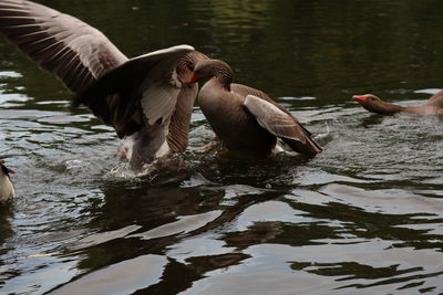 Birds fighting in a lake