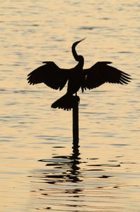 Bird flying over lake during sunset