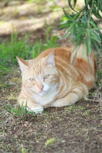 Portrait of a cat lying on field