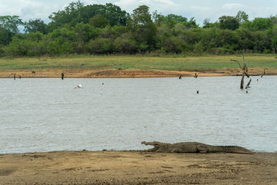 Crocodile resting at the lake in udawalawa national park, sri lanka