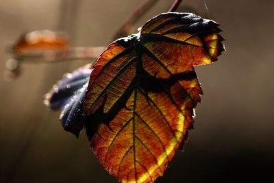 Close-up of dried leaf on plant