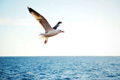 Seagull flying over sea