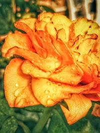 Close-up of wet orange flower