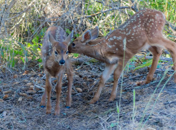 Portrait of deer standing outdoors
