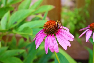 Close-up of butterfly on pink flower