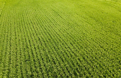 High angle view of crops growing on field