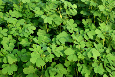 Beautiful green leaves pattern and textures in nature. south asian nature's imagination.