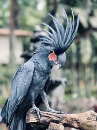 Black palm cockatoo 