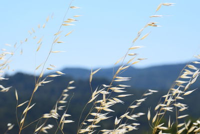 Close-up of wheat field against clear blue sky